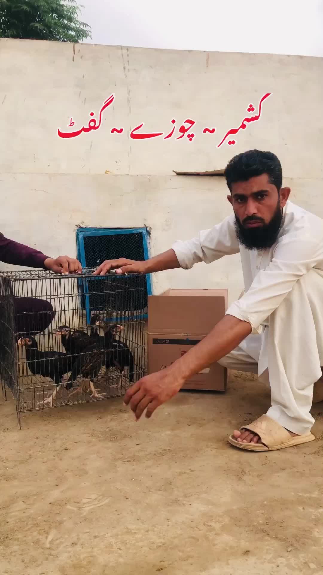 @Poultry Markaz
