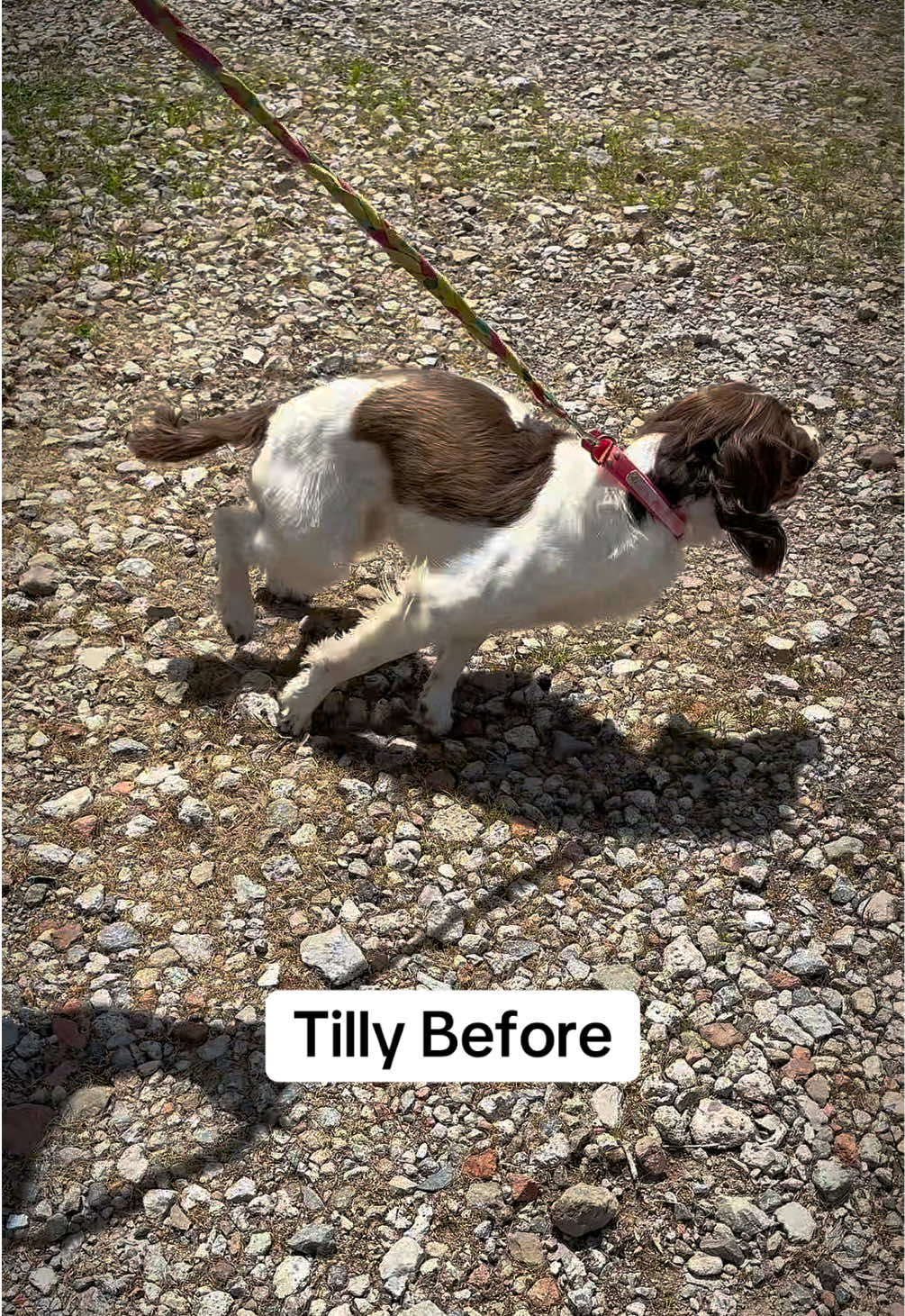 @Valleys Dog Training