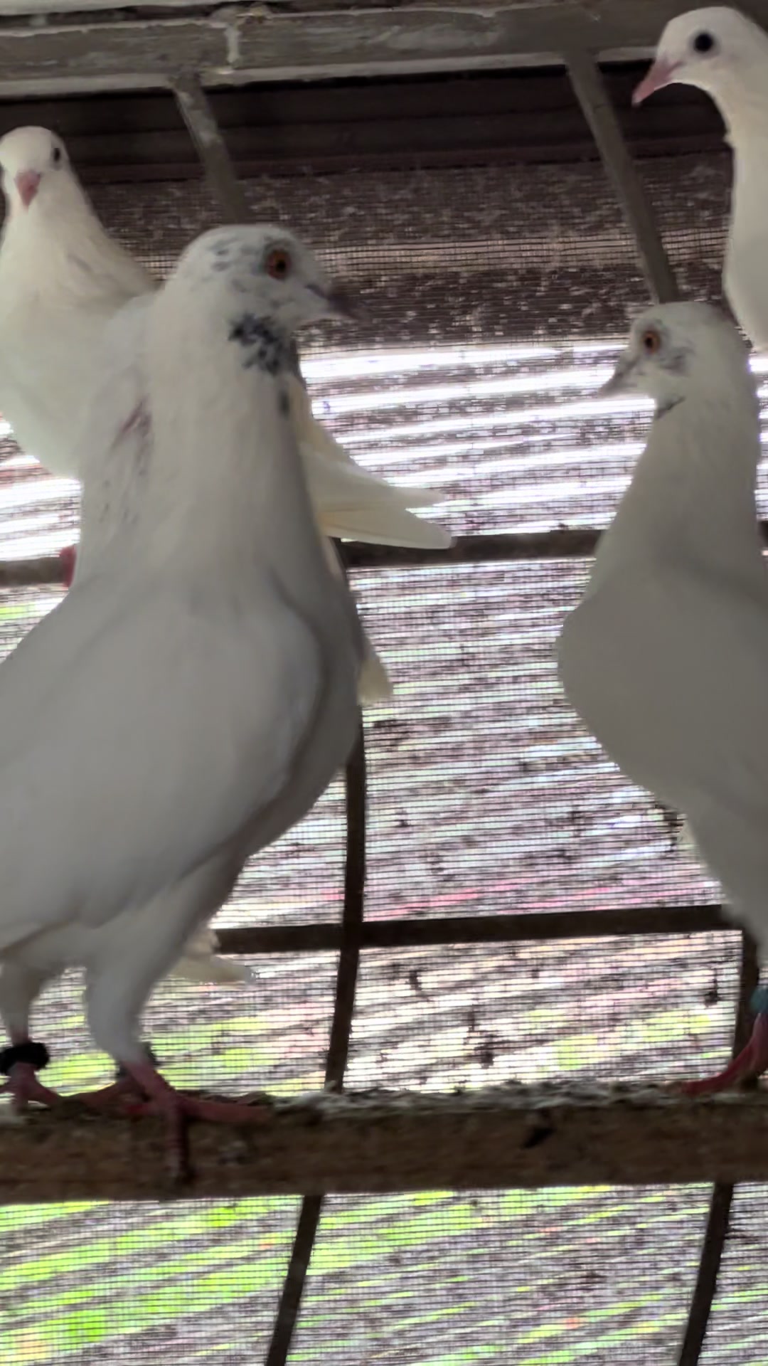 @The Best Pigeons