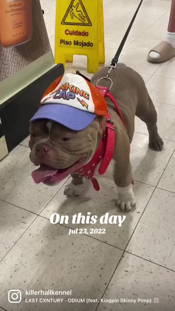 @killerhallkennel