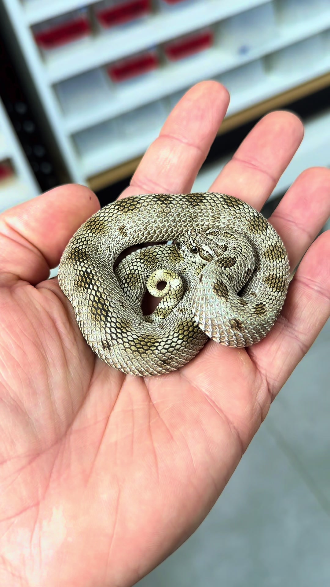@MasgenReptiles