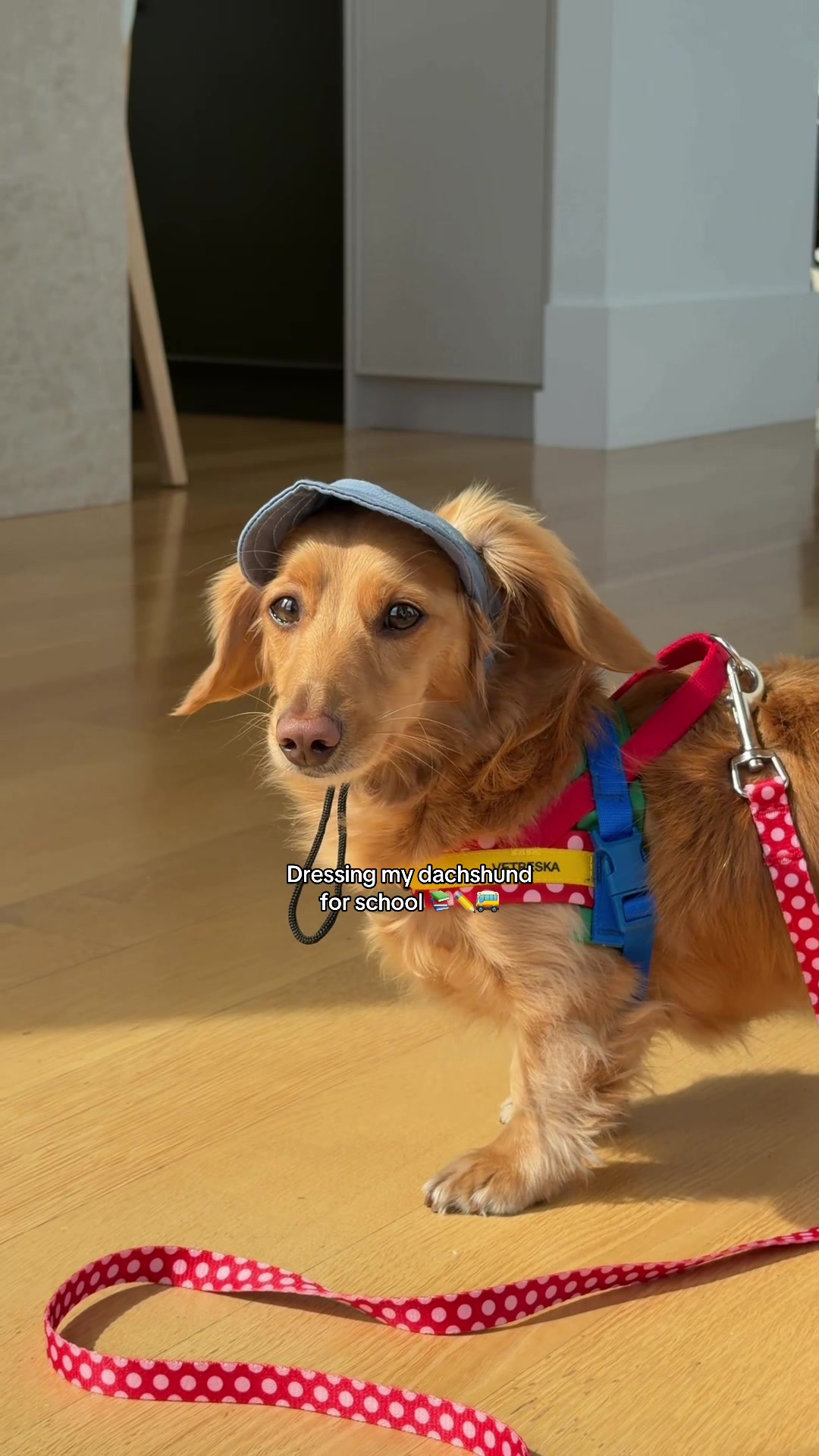 @cashewdachshund