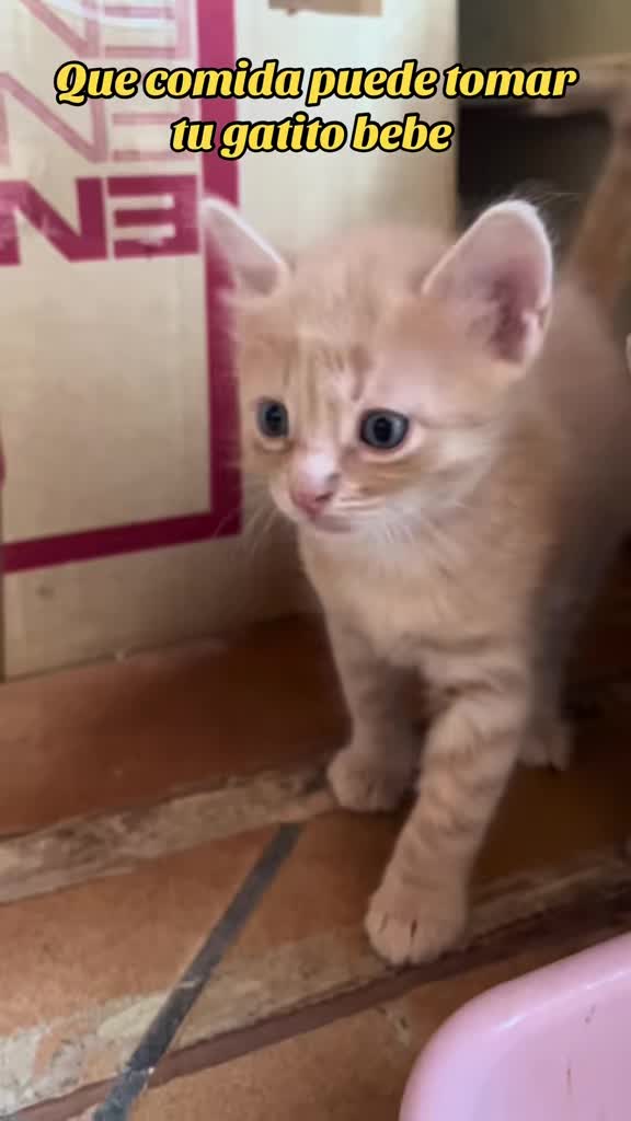 @- Alejandra  🐱💕