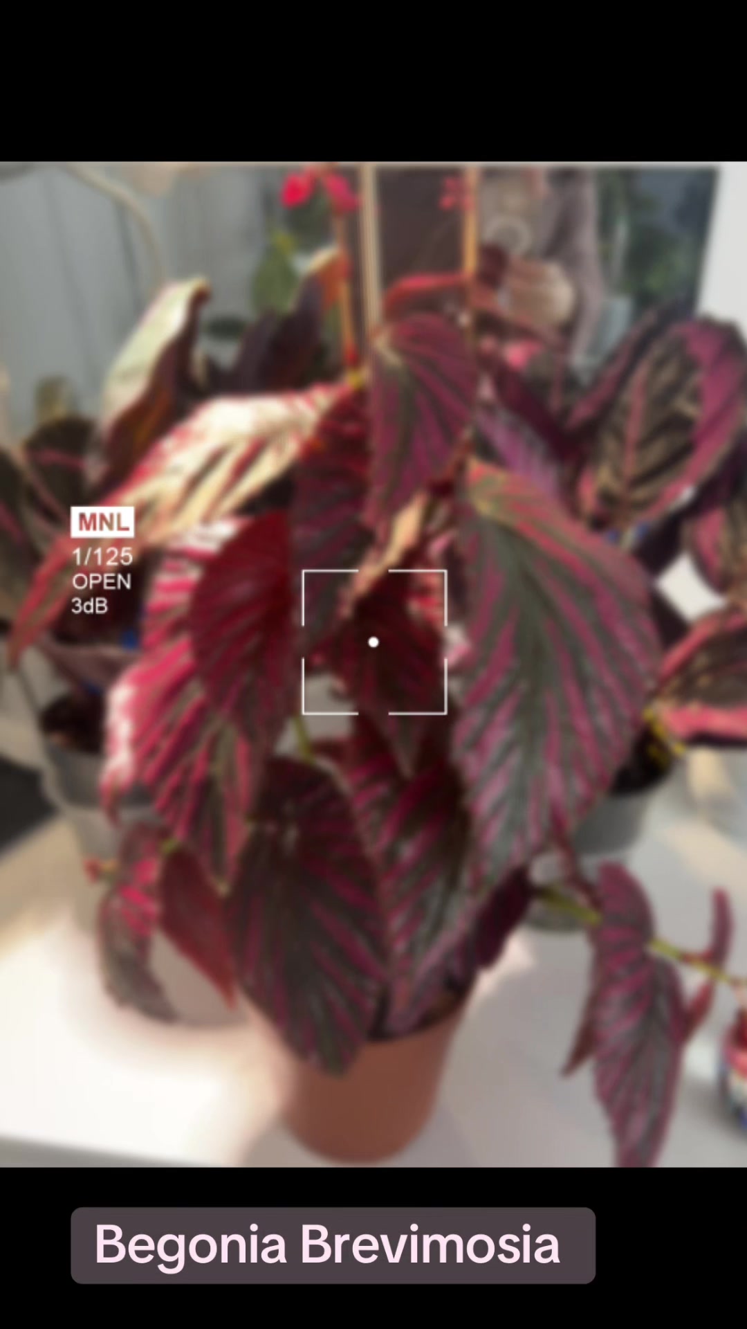 @About The Plant