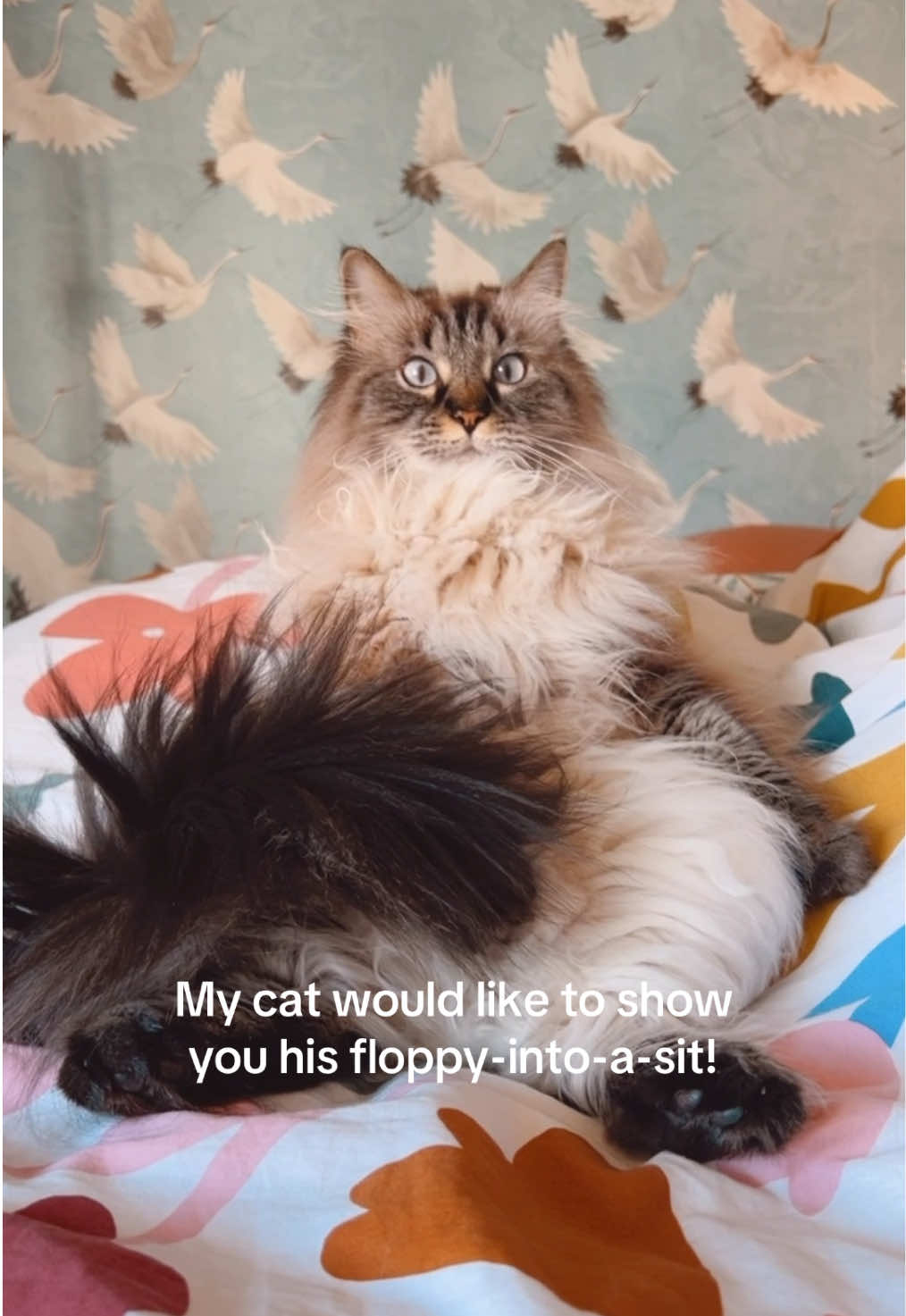 @My Cat Is People 🇨🇦
