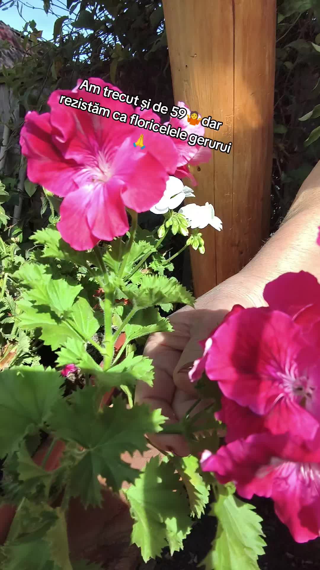 @Anna 61panga
