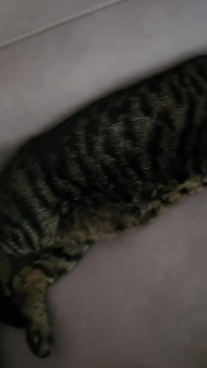 @CatmanScoop