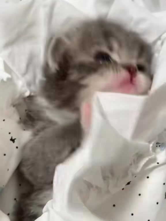 @catbosssss