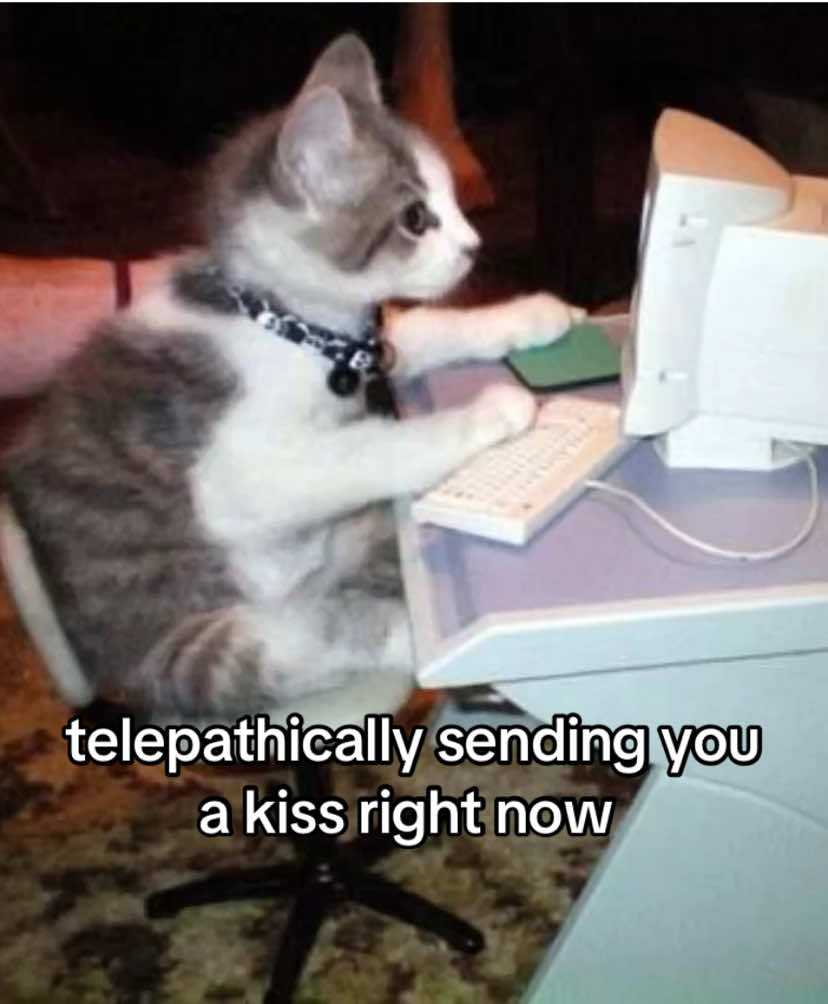@the meow archive