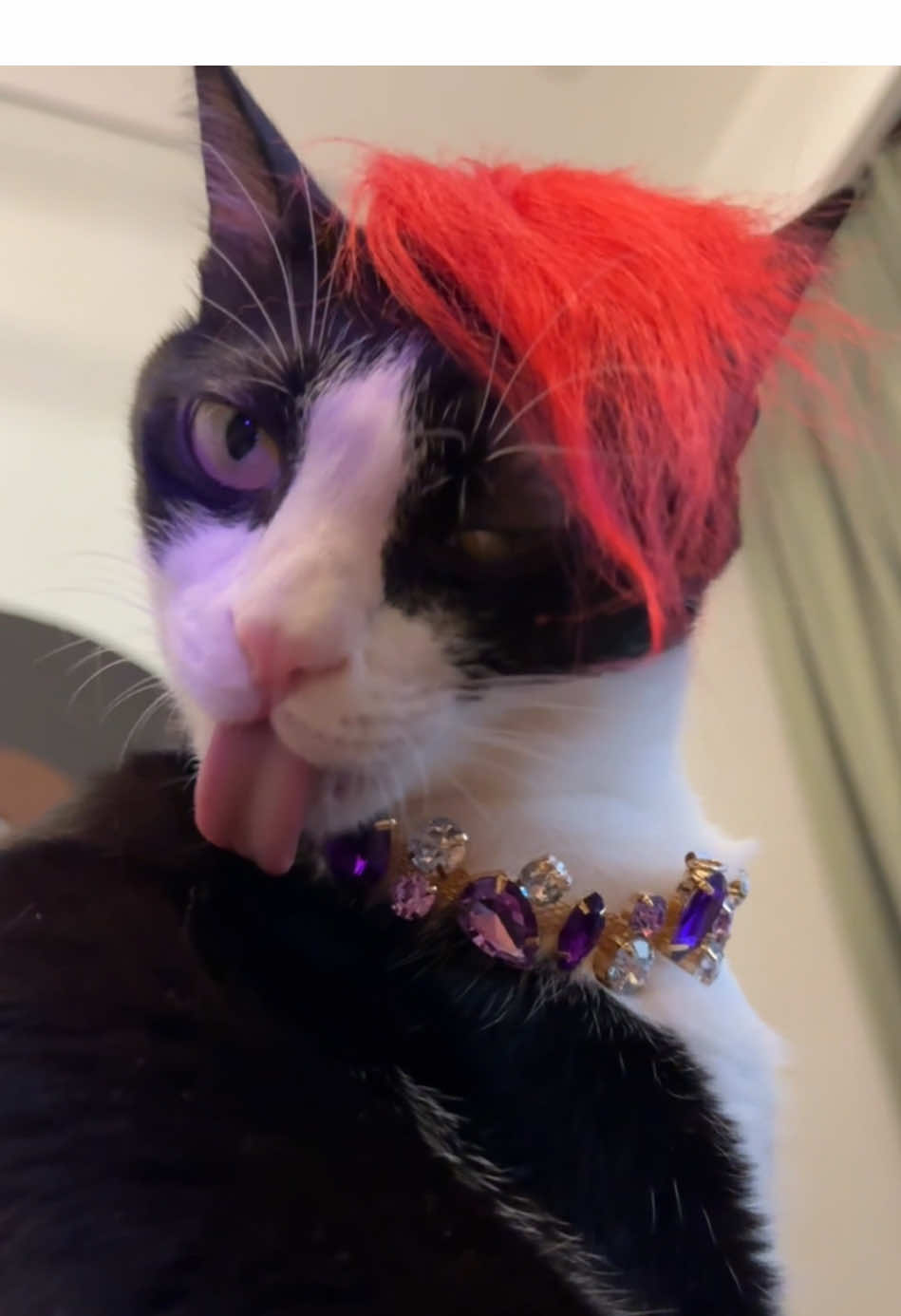 @Licking Cat