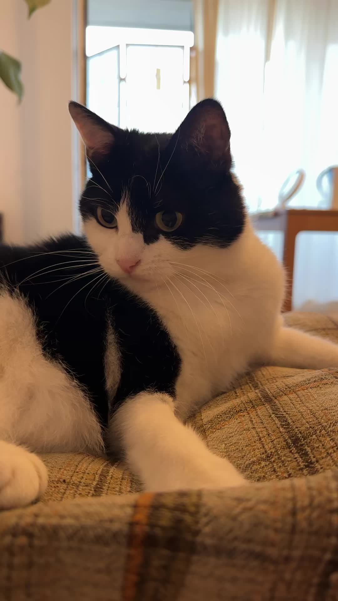 @Kobe the Kitty