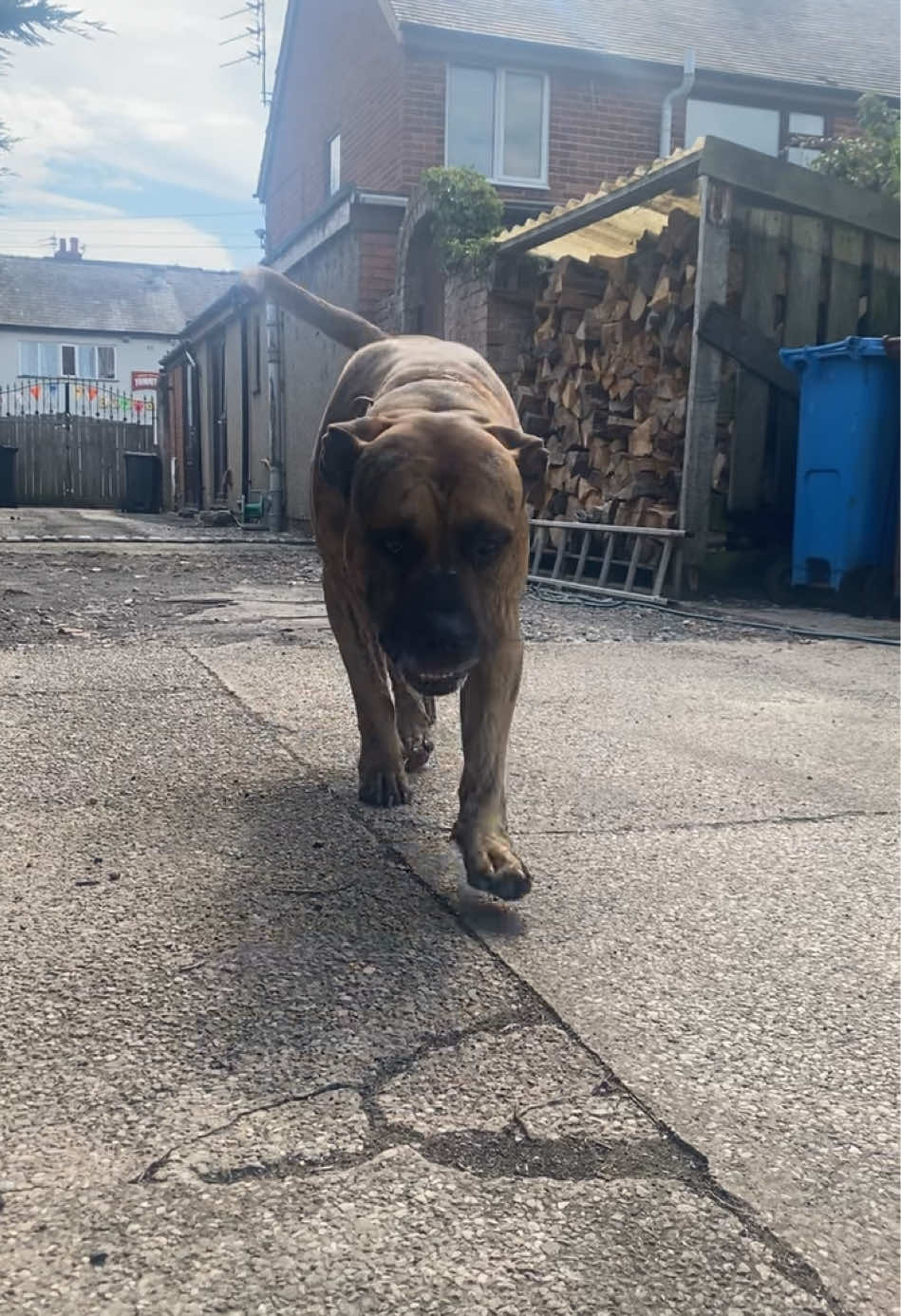 @Mooch 💖🍃 PRESA-CANARIO