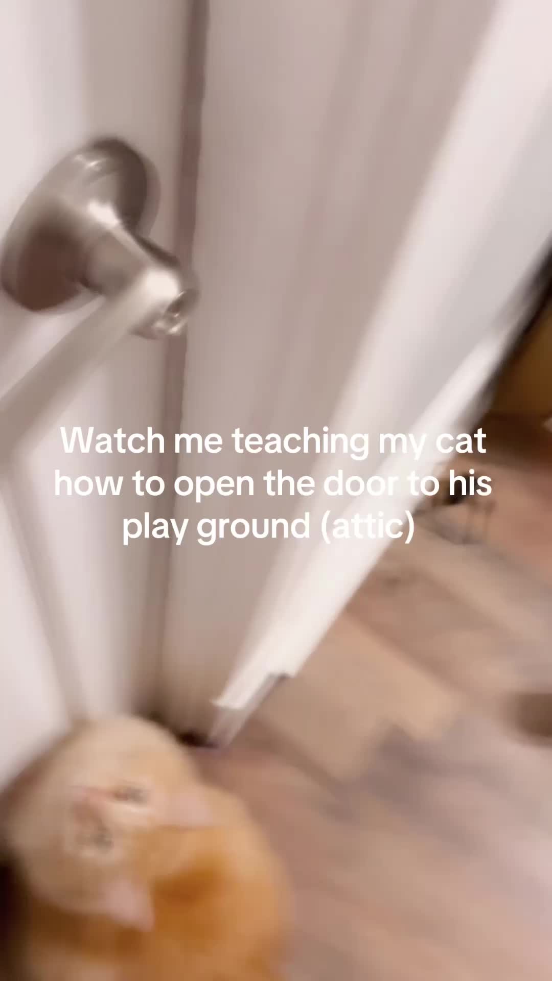 @Go Fetch