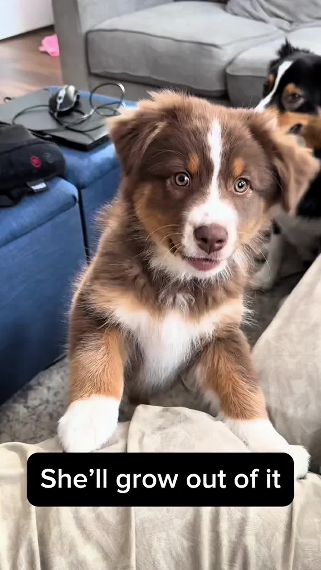 @Пушистики🐶