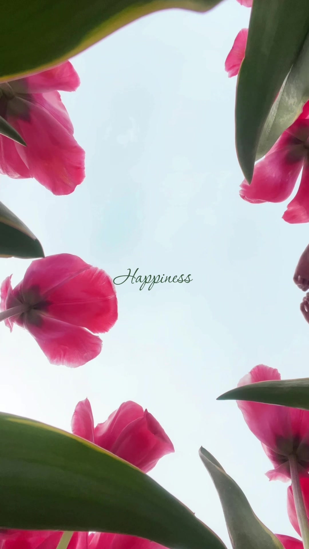 @🌿🌷মিলা🌷🌿