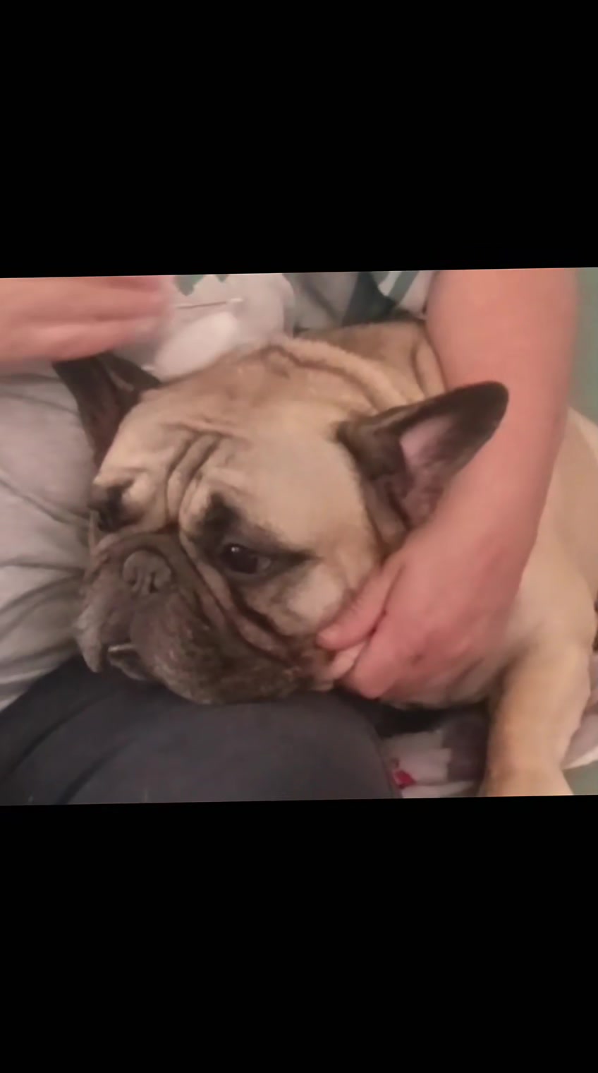 @Bosphorus Bulls French Bulldog