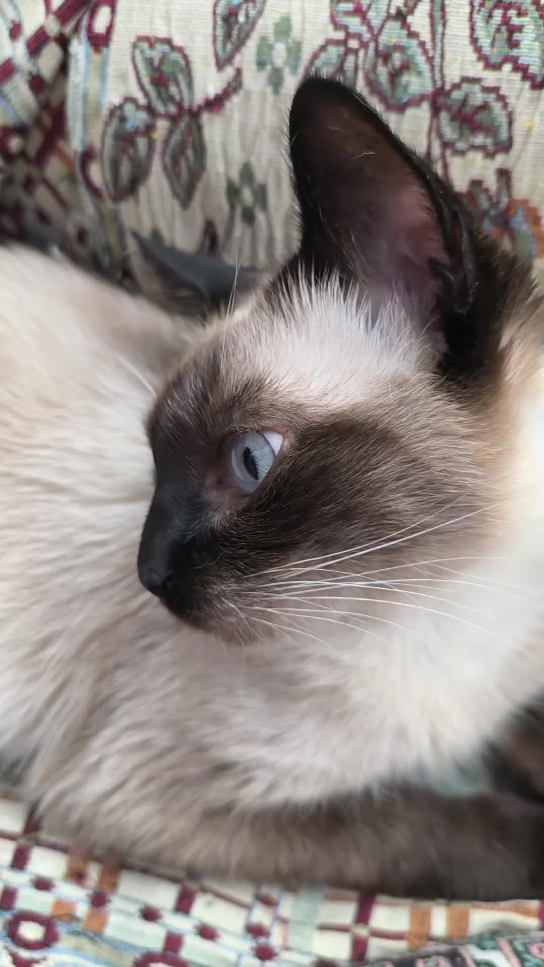 @La loca de los gatos
