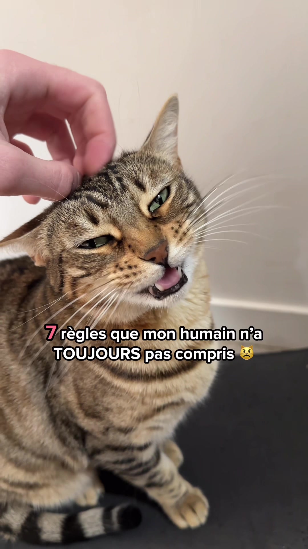 @Ricki the Bengal