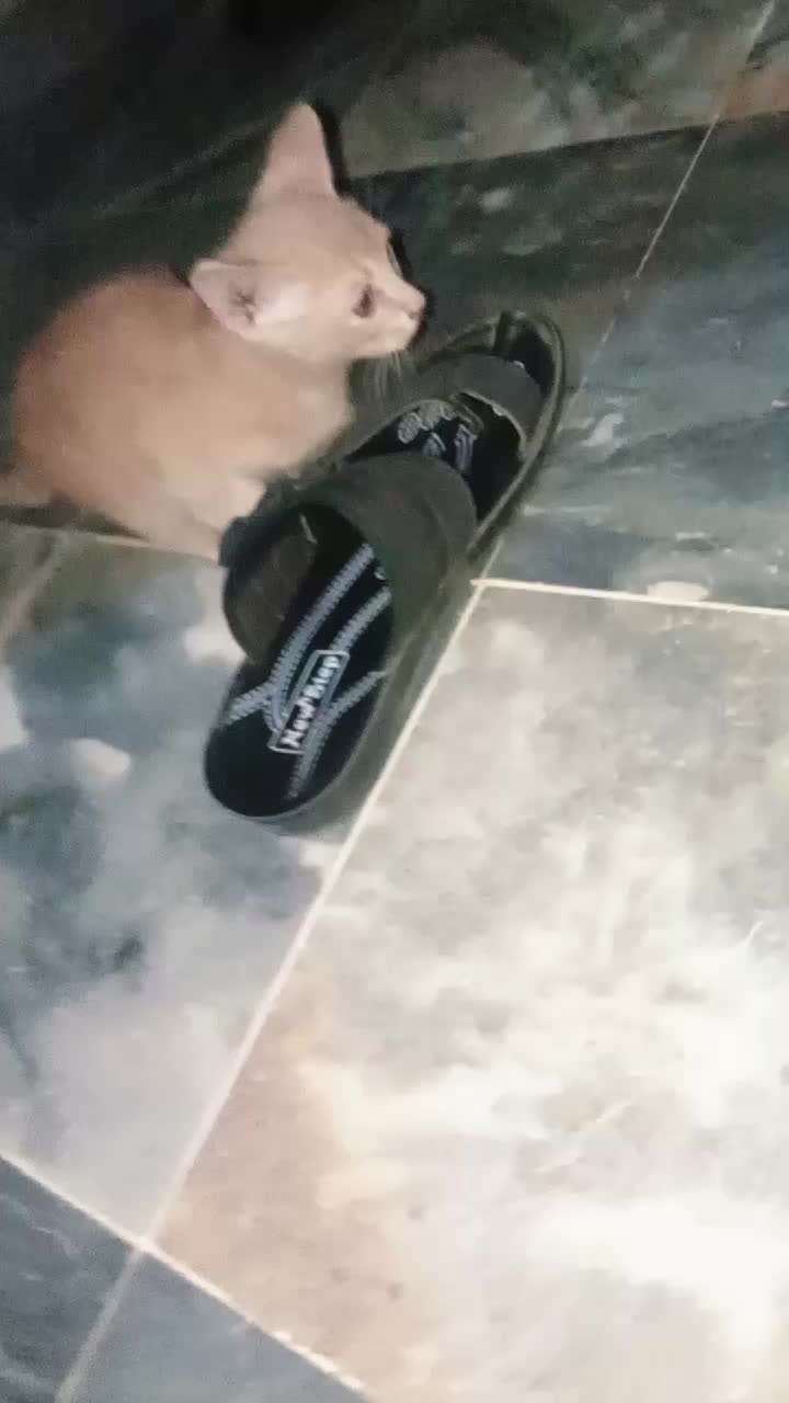 @cutecatlover8172