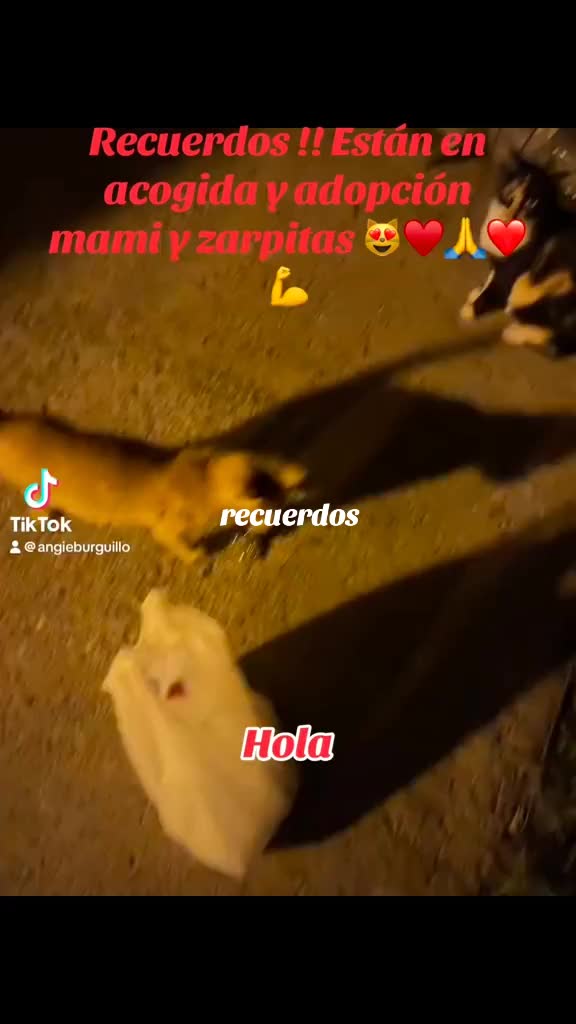 @Angie & Pintxin 😻