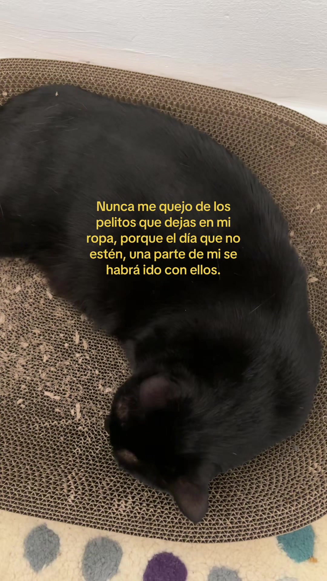 @BlackCatsMatter