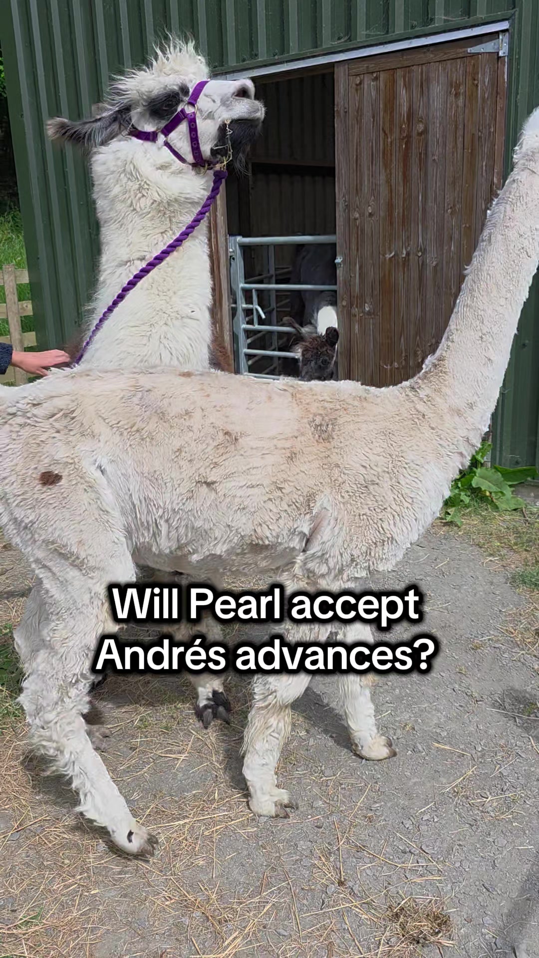 @Bardsea Alpacas and Llamas