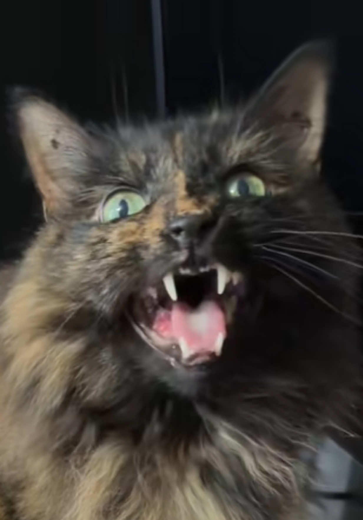 @Teefie_tribe 🐈⬛🐈⬛🐈🦷🦷