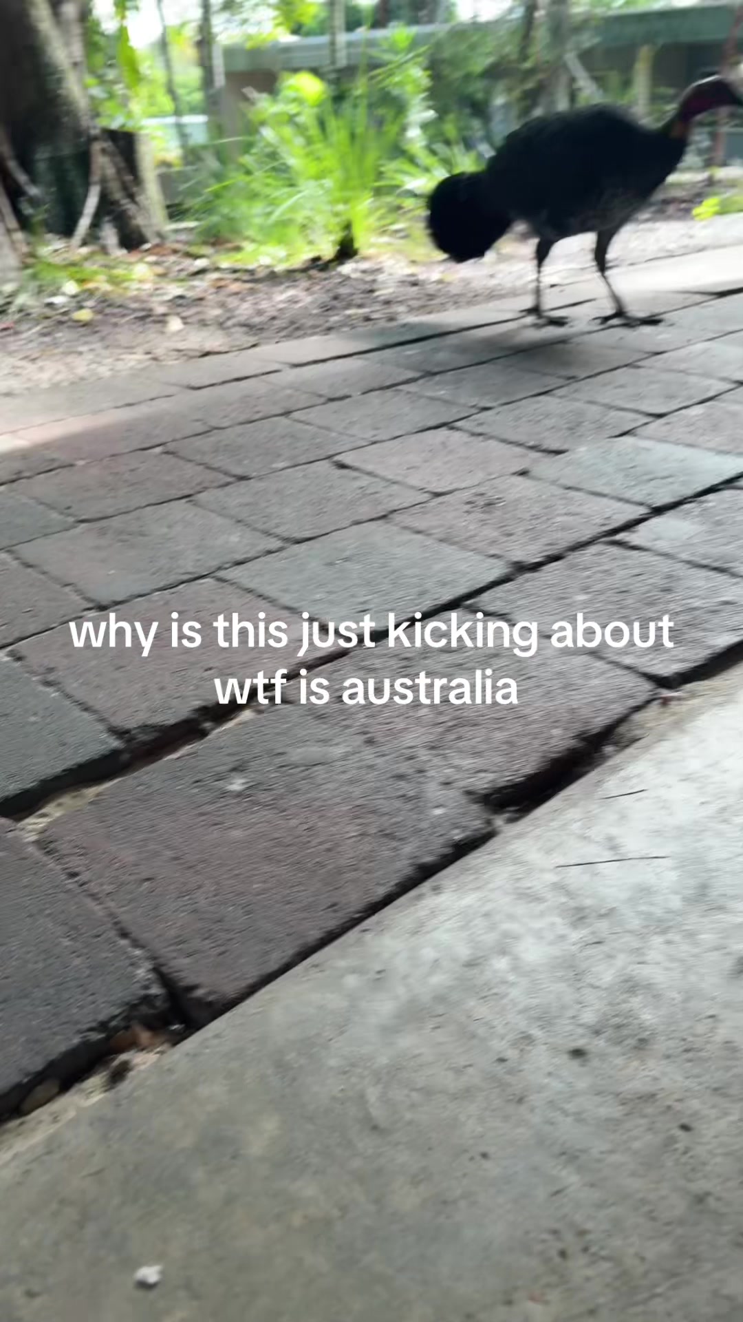 @luce
