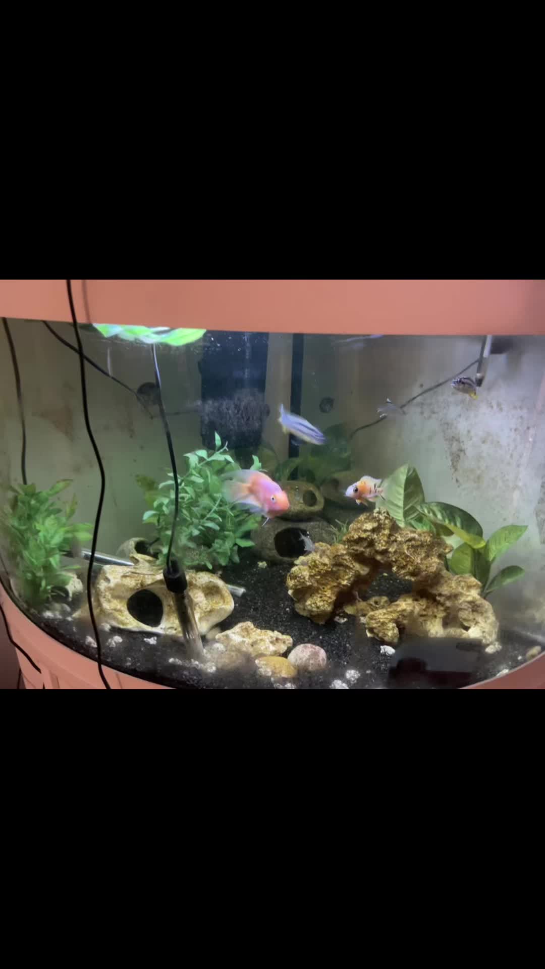 @CRBaquatics
