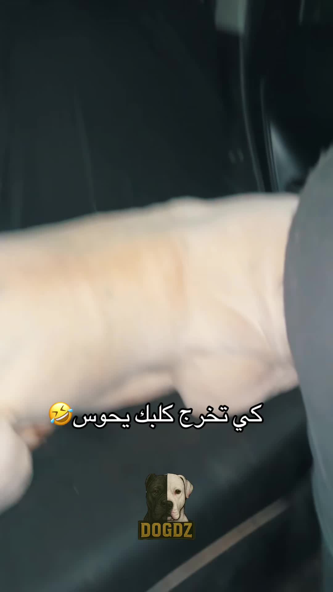 @dogdz🏴☠️🇩🇿