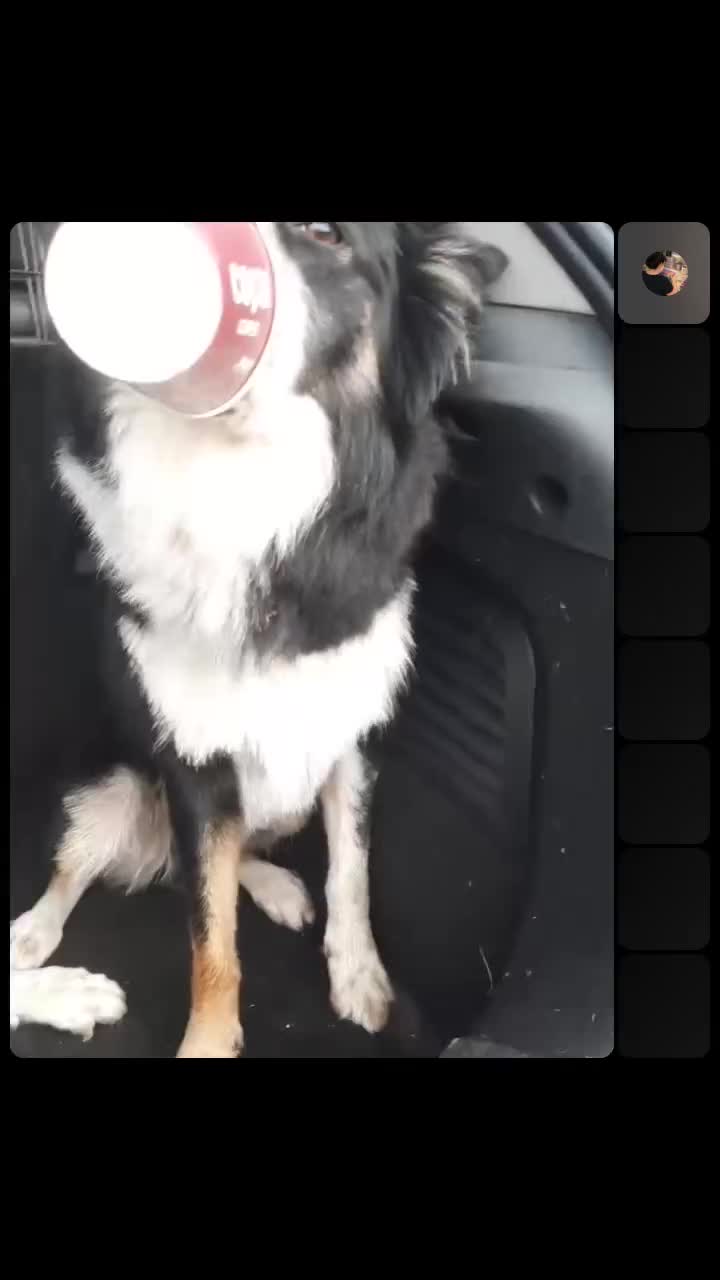 @Bordercollies Anonymous Club