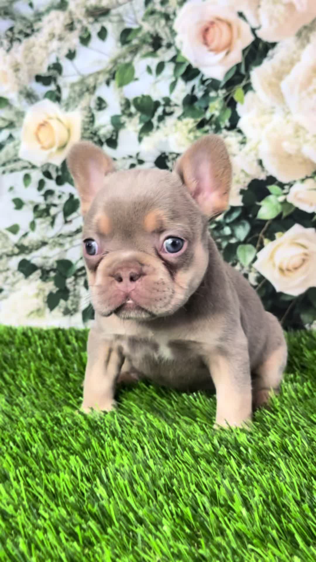 @FriendlyFrenchiesOC