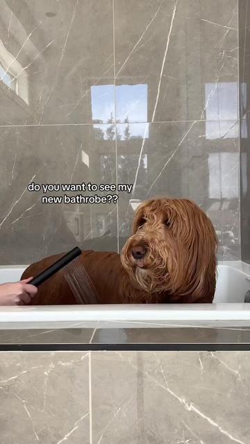 @DogGrooming101