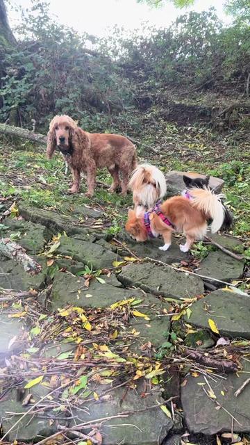 @DogWalk78