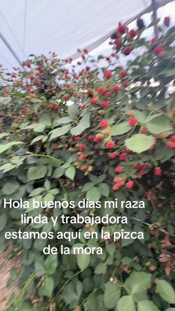 @purarazatrabajadora1