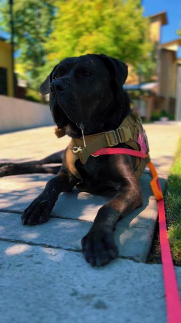 @lauren | dog behavior pro