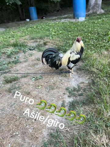 @Dragon game farm