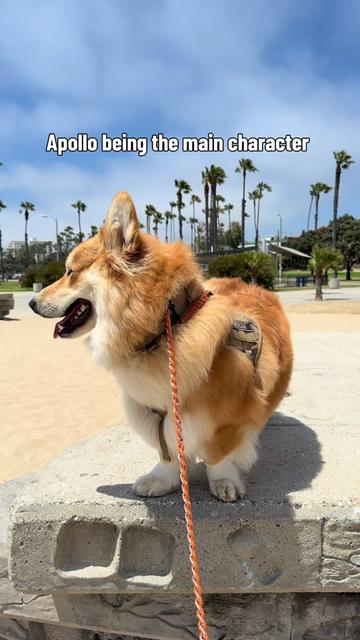 @apollothecorgimute