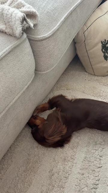 @It&rsquo;s Frankie Girl