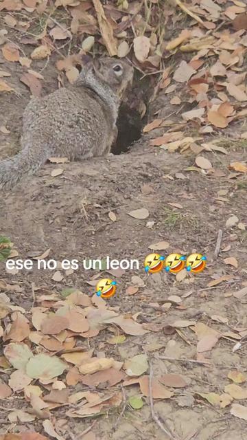 @clararabadan292
