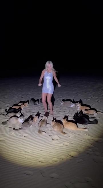@Animal Stories