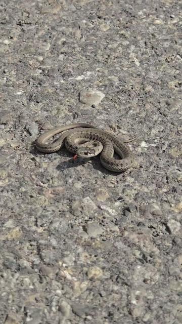 @Banff Trail Running & Wildlife