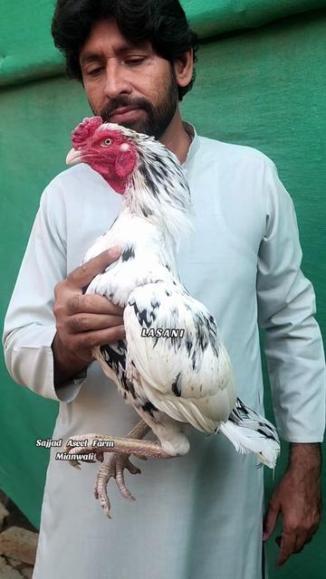 @Sajjad Aseel Farm