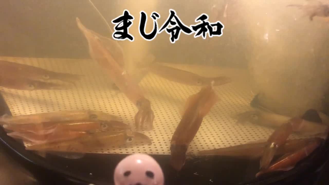 @陸マイラーホステス 藤川紗綾