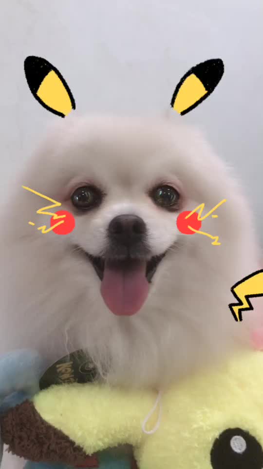 @YY-BPom Family