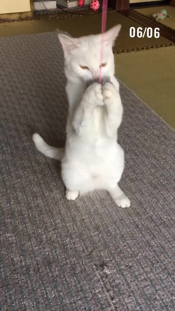 @ゼットン