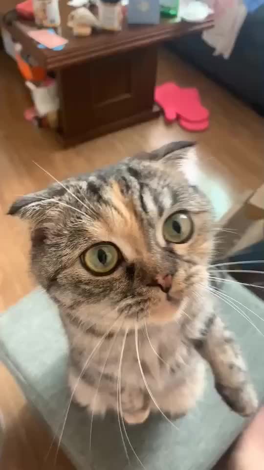 @가미가미
