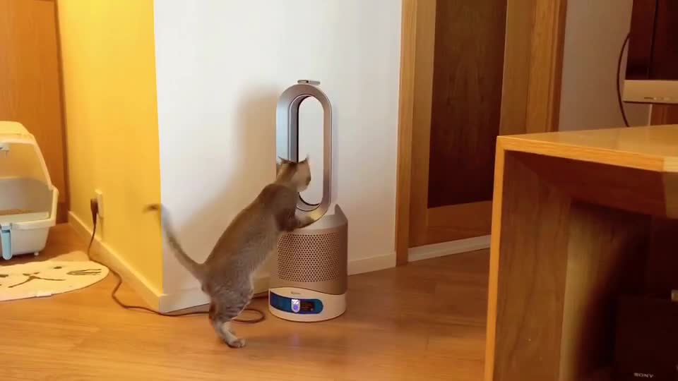@西面毛毛
