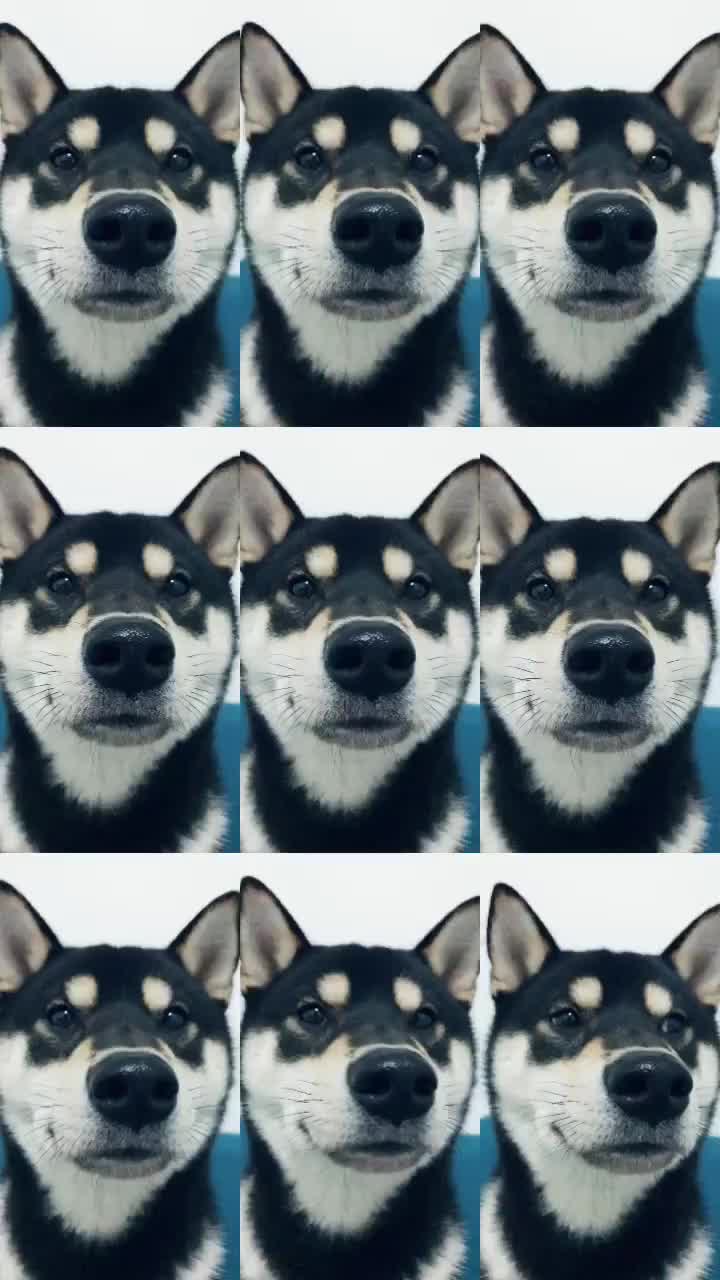 @yuya
