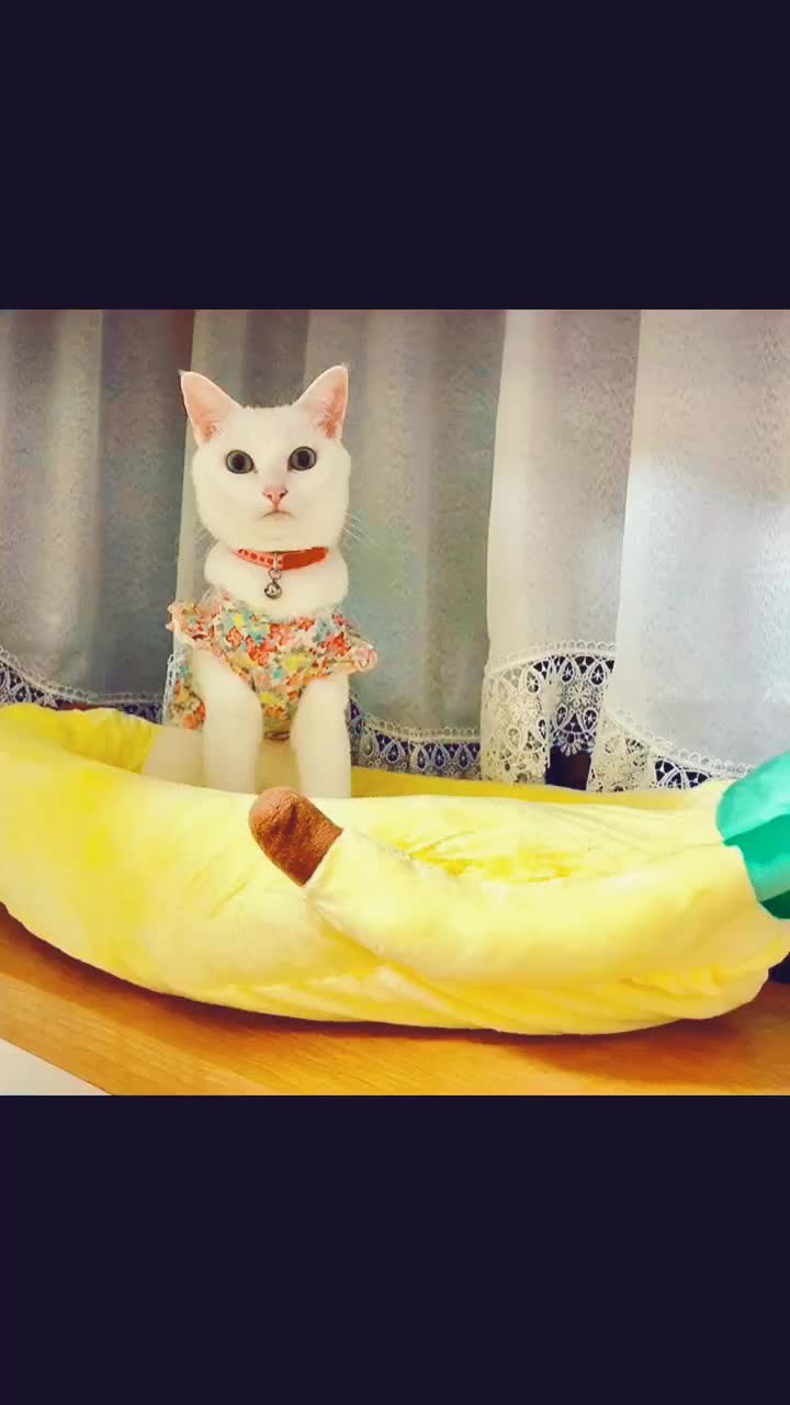 @macadamia0408
